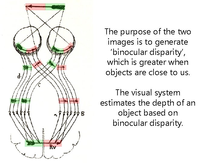 The purpose of the two images is to generate ‘binocular disparity’, which is greater