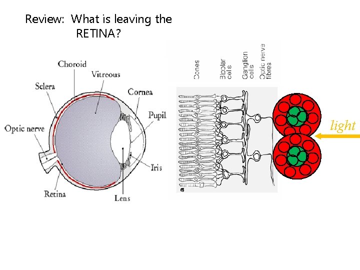 Review: What is leaving the RETINA? light 