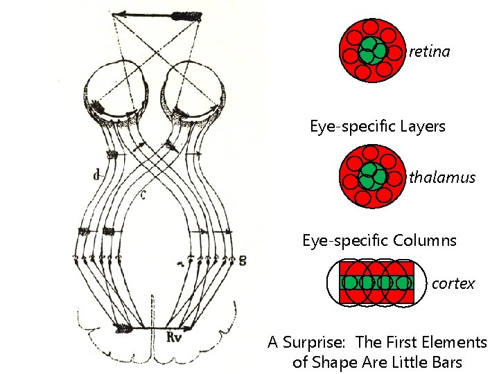 retina Eye-specific Layers thalamus Eye-specific Columns cortex A Surprise: The First Elements of Shape