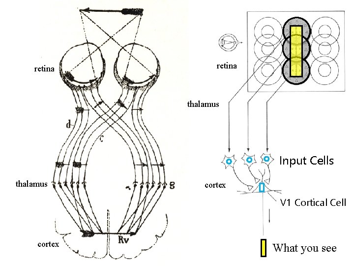 retina thalamus Input Cells thalamus cortex V 1 Cortical Cell cortex What you see