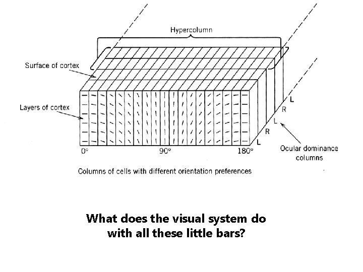 What does the visual system do with all these little bars? 