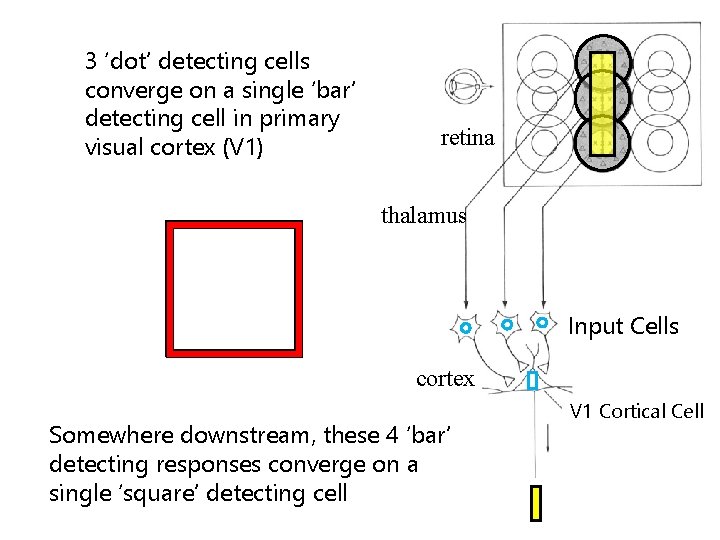 3 ‘dot’ detecting cells converge on a single ‘bar’ detecting cell in primary visual