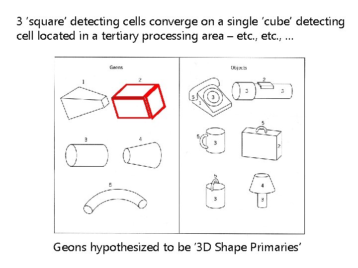 3 ‘square’ detecting cells converge on a single ‘cube’ detecting cell located in a