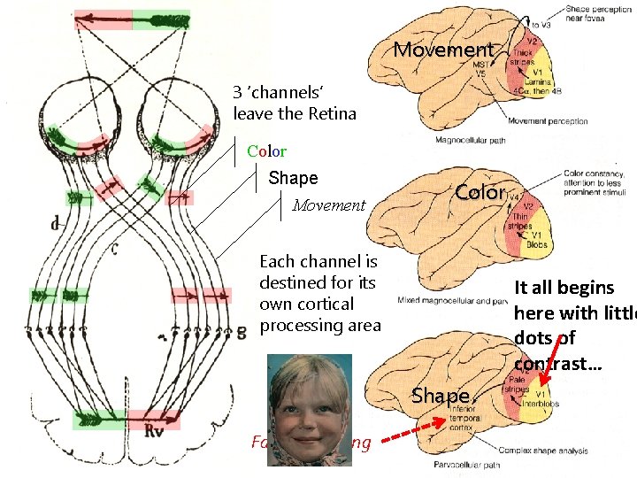 Movement 3 ‘channels’ leave the Retina Color Shape Movement Color Each channel is destined