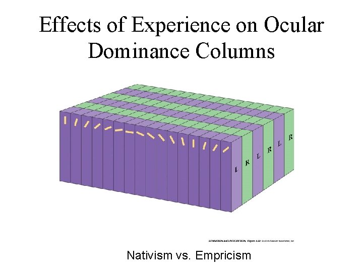 Effects of Experience on Ocular Dominance Columns Nativism vs. Empricism 