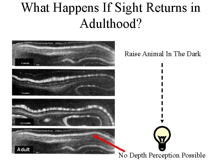 What Happens If Sight Returns in Adulthood? Raise Animal In The Dark Adult No