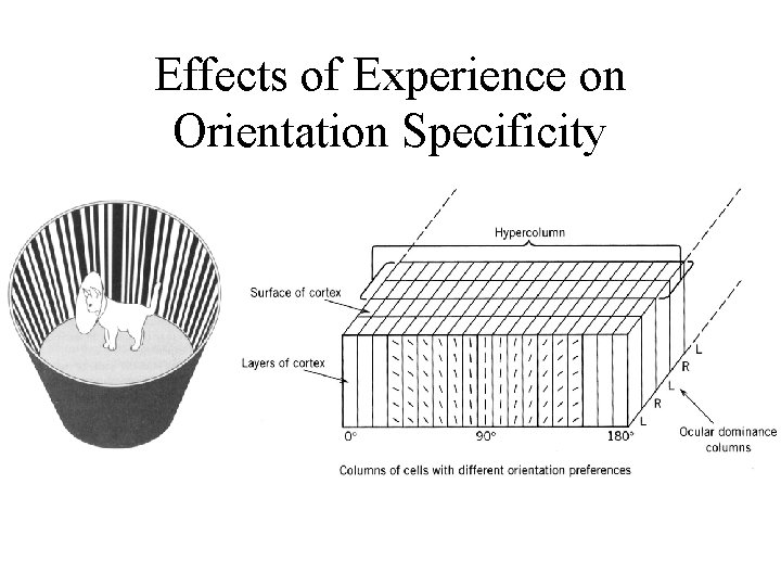 Effects of Experience on Orientation Specificity 