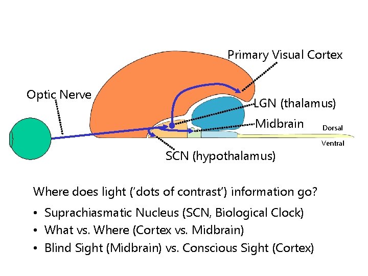 Primary Visual Cortex Optic Nerve LGN (thalamus) Midbrain SCN (hypothalamus) Where does light (‘dots