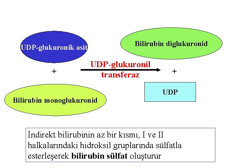 Bilirubin diglukuronid UDP-glukuronik asit + UDP-glukuronil transferaz Bilirubin monoglukuronid + UDP İndirekt bilirubinin az