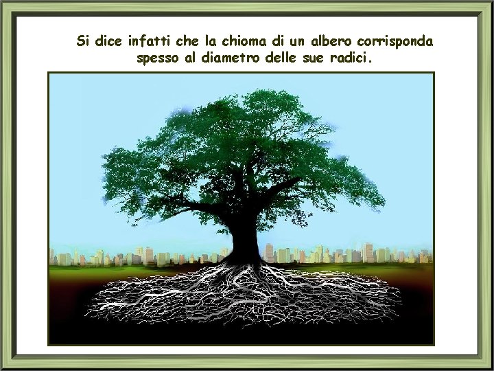 Si dice infatti che la chioma di un albero corrisponda spesso al diametro delle