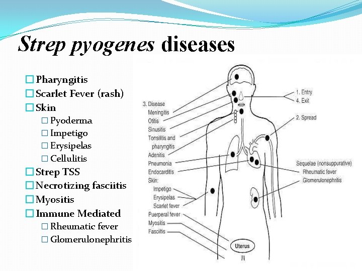Strep pyogenes diseases � Pharyngitis � Scarlet Fever (rash) � Skin � Pyoderma �