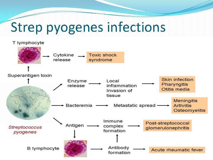 Strep pyogenes infections 