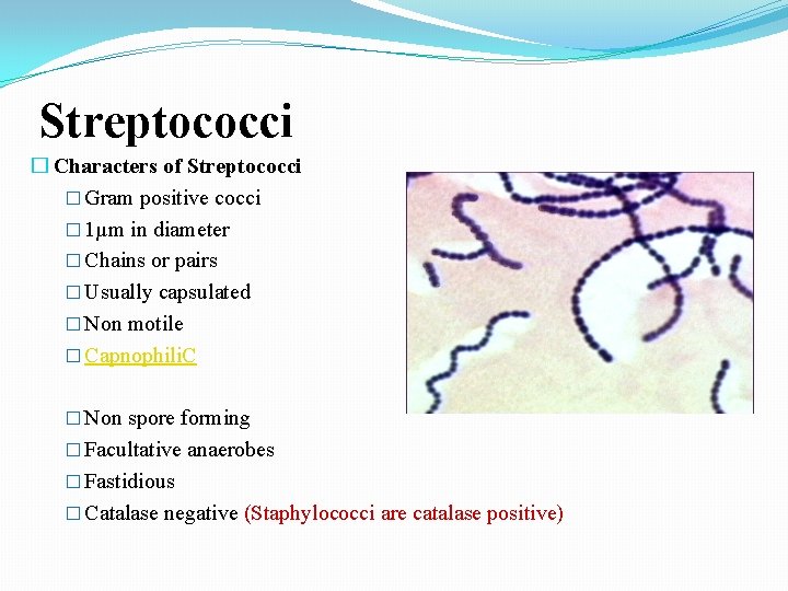 Streptococci � Characters of Streptococci � Gram positive cocci � 1µm in diameter �