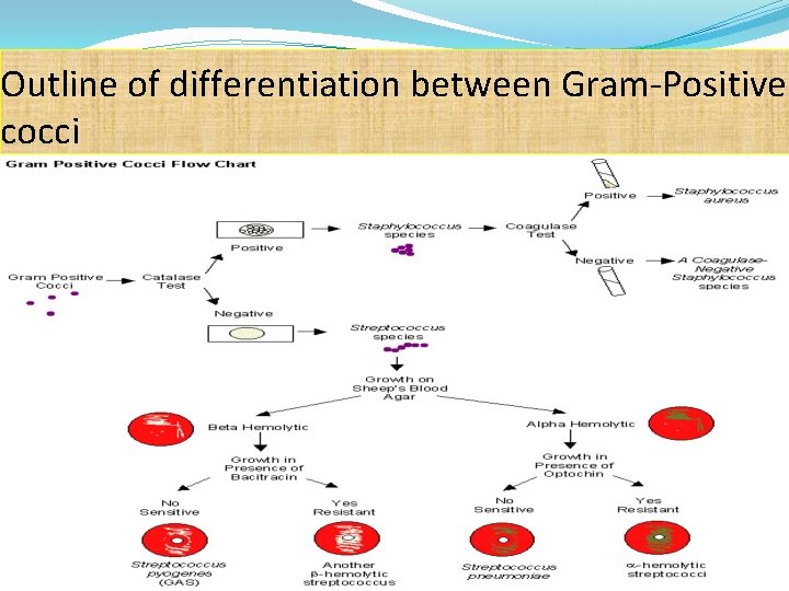 Outline of differentiation between Gram-Positive cocci 