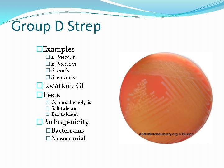 Group D Strep �Examples � E. faecalis � E. faecium � S. bovis �