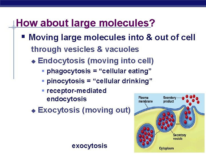 How about large molecules? § Moving large molecules into & out of cell through
