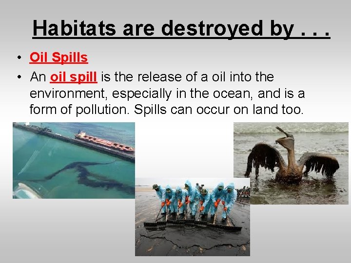 Habitats are destroyed by. . . • Oil Spills • An oil spill is