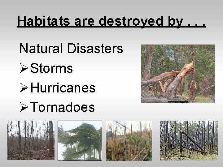 Habitats are destroyed by. . . Natural Disasters ØStorms ØHurricanes ØTornadoes 