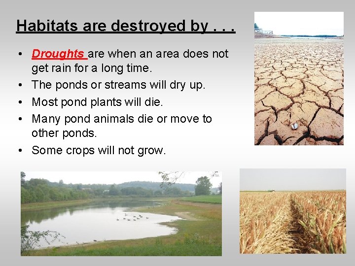 Habitats are destroyed by. . . • Droughts are when an area does not