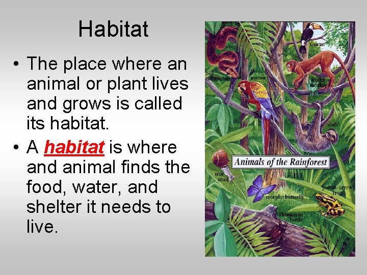 Habitat • The place where an animal or plant lives and grows is called