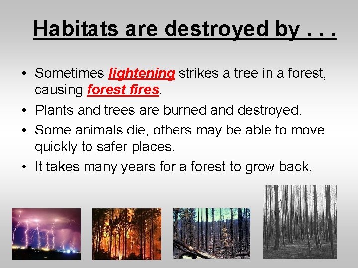 Habitats are destroyed by. . . • Sometimes lightening strikes a tree in a