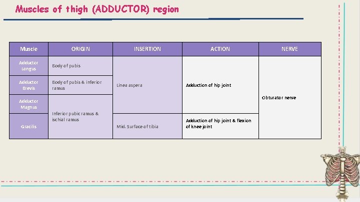 Muscles of thigh (ADDUCTOR) region Muscle ORIGIN Adductor Longus Body of pubis Adductor Brevis