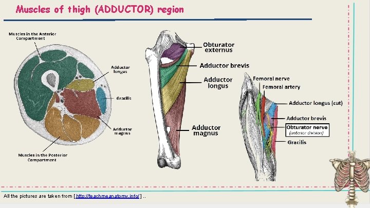 Muscles of thigh (ADDUCTOR) region All the pictures are taken from [ http: //teachmeanatomy.