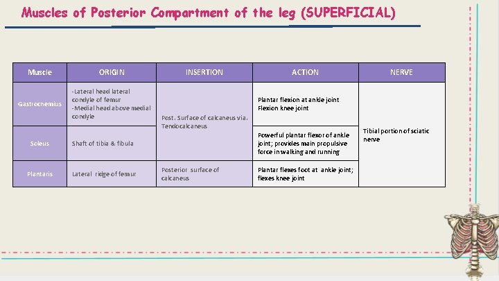Muscles of Posterior Compartment of the leg (SUPERFICIAL) Muscle ORIGIN Gastrocnemius -Lateral head lateral