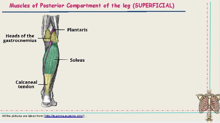 Muscles of Posterior Compartment of the leg (SUPERFICIAL) All the pictures are taken from