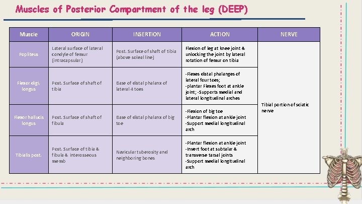 Muscles of Posterior Compartment of the leg (DEEP) Muscle Popliteus Flexor digi. longus ORIGIN