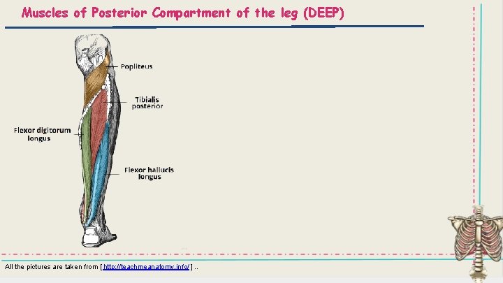 Muscles of Posterior Compartment of the leg (DEEP) All the pictures are taken from