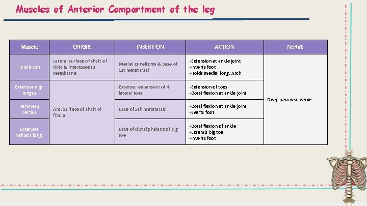 Muscles of Anterior Compartment of the leg Muscle Tibialis Ant. ORIGIN Lateral surface of