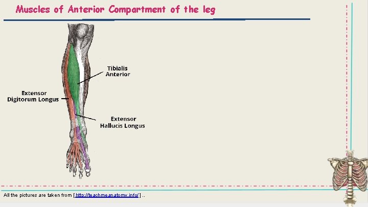 Muscles of Anterior Compartment of the leg All the pictures are taken from [