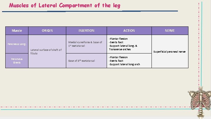 Muscles of Lateral Compartment of the leg Muscle ORIGIN INSERTION Medial cuneiform & base