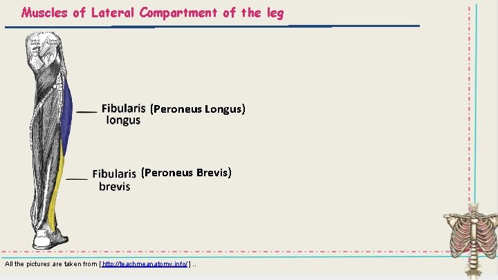 Muscles of Lateral Compartment of the leg (Peroneus Longus) (Peroneus Brevis) All the pictures