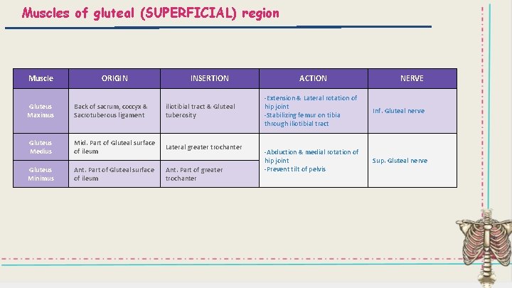 Muscles of gluteal (SUPERFICIAL) region Muscle Gluteus Maximus ORIGIN INSERTION Back of sacrum, coccyx