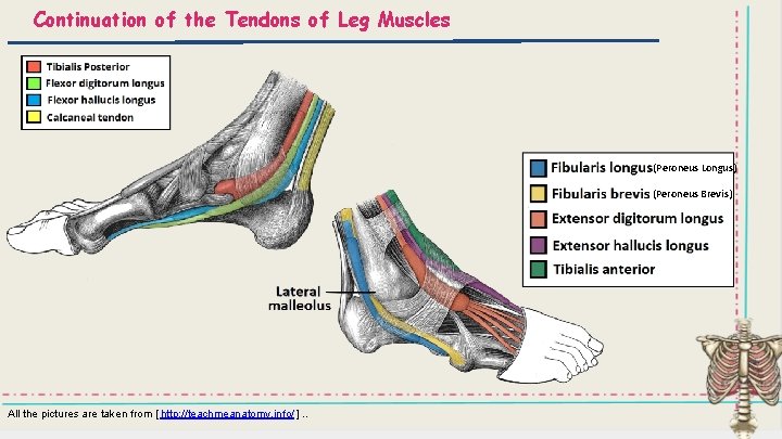 Continuation of the Tendons of Leg Muscles (Peroneus Longus) (Peroneus Brevis) All the pictures