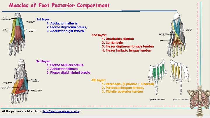 Muscles of Foot Posterior Compartment 1 st layer: 1. Abductor hallucis, 2. Flexor digitorum