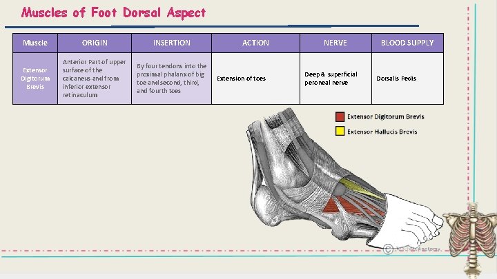 Muscles of Foot Dorsal Aspect Muscle ORIGIN INSERTION Extensor Digitorum Brevis Anterior Part of