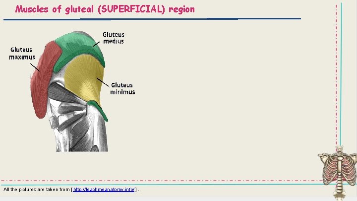 Muscles of gluteal (SUPERFICIAL) region All the pictures are taken from [ http: //teachmeanatomy.