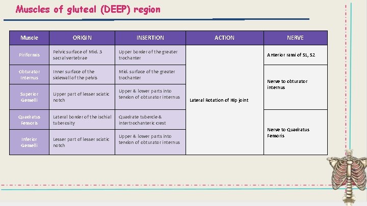 Muscles of gluteal (DEEP) region Muscle ORIGIN INSERTION Piriformis Pelvic surface of Mid. 3