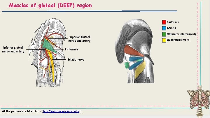 Muscles of gluteal (DEEP) region All the pictures are taken from [ http: //teachmeanatomy.