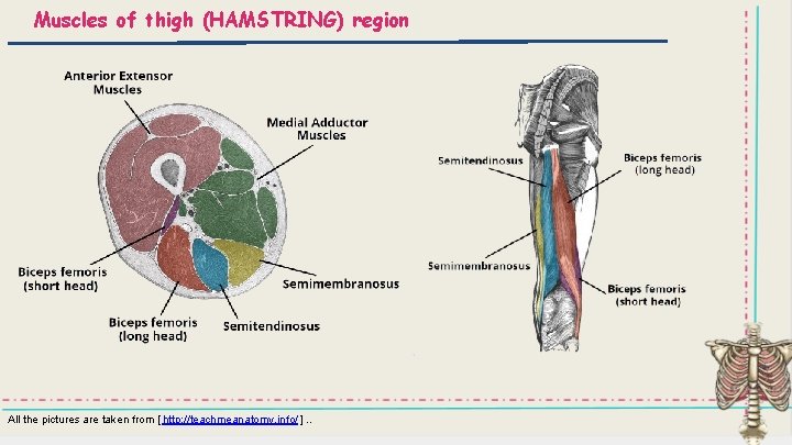Muscles of thigh (HAMSTRING) region All the pictures are taken from [ http: //teachmeanatomy.