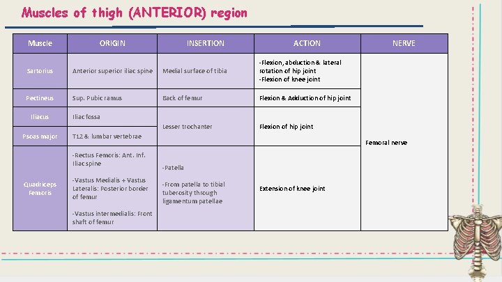 Muscles of thigh (ANTERIOR) region Muscle ORIGIN Sartorius Anterior superior iliac spine Medial surface