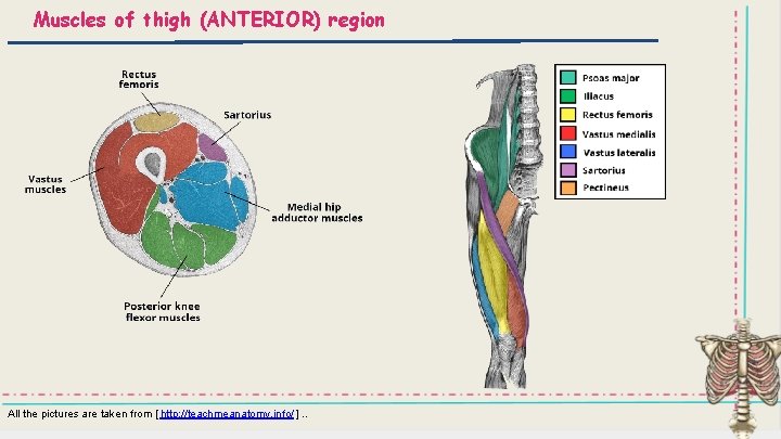 Muscles of thigh (ANTERIOR) region All the pictures are taken from [ http: //teachmeanatomy.