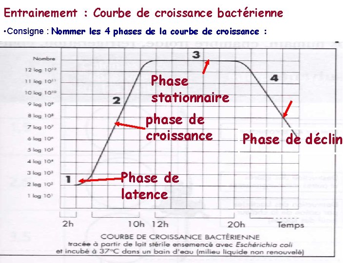 Entrainement : Courbe de croissance bactérienne • Consigne : Nommer les 4 phases de