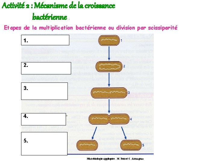 Activité 2 : Mécanisme de la croissance bactérienne. Etapes de la multiplication bactérienne ou