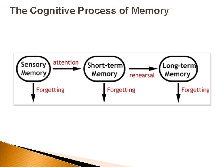 The Cognitive Process of Memory 