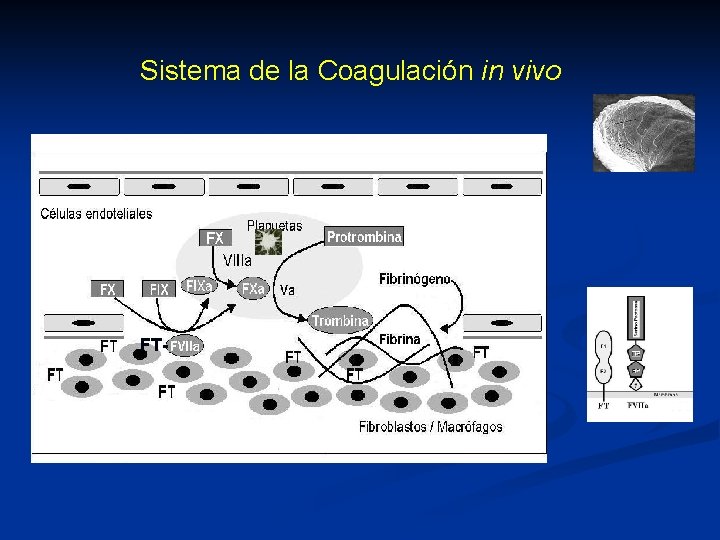 Sistema de la Coagulación in vivo FT- 