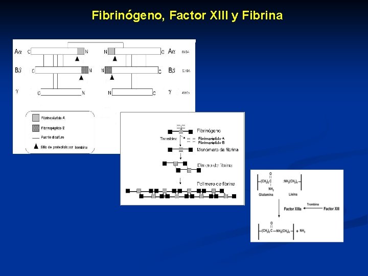 Fibrinógeno, Factor XIII y Fibrina 
